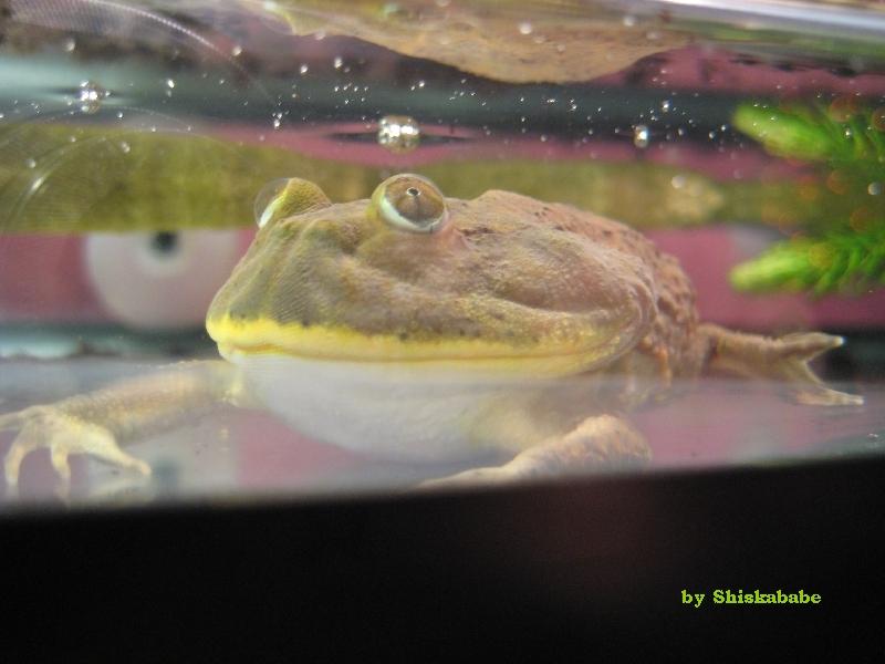 Lepidobatrachus laevis  14.jpg